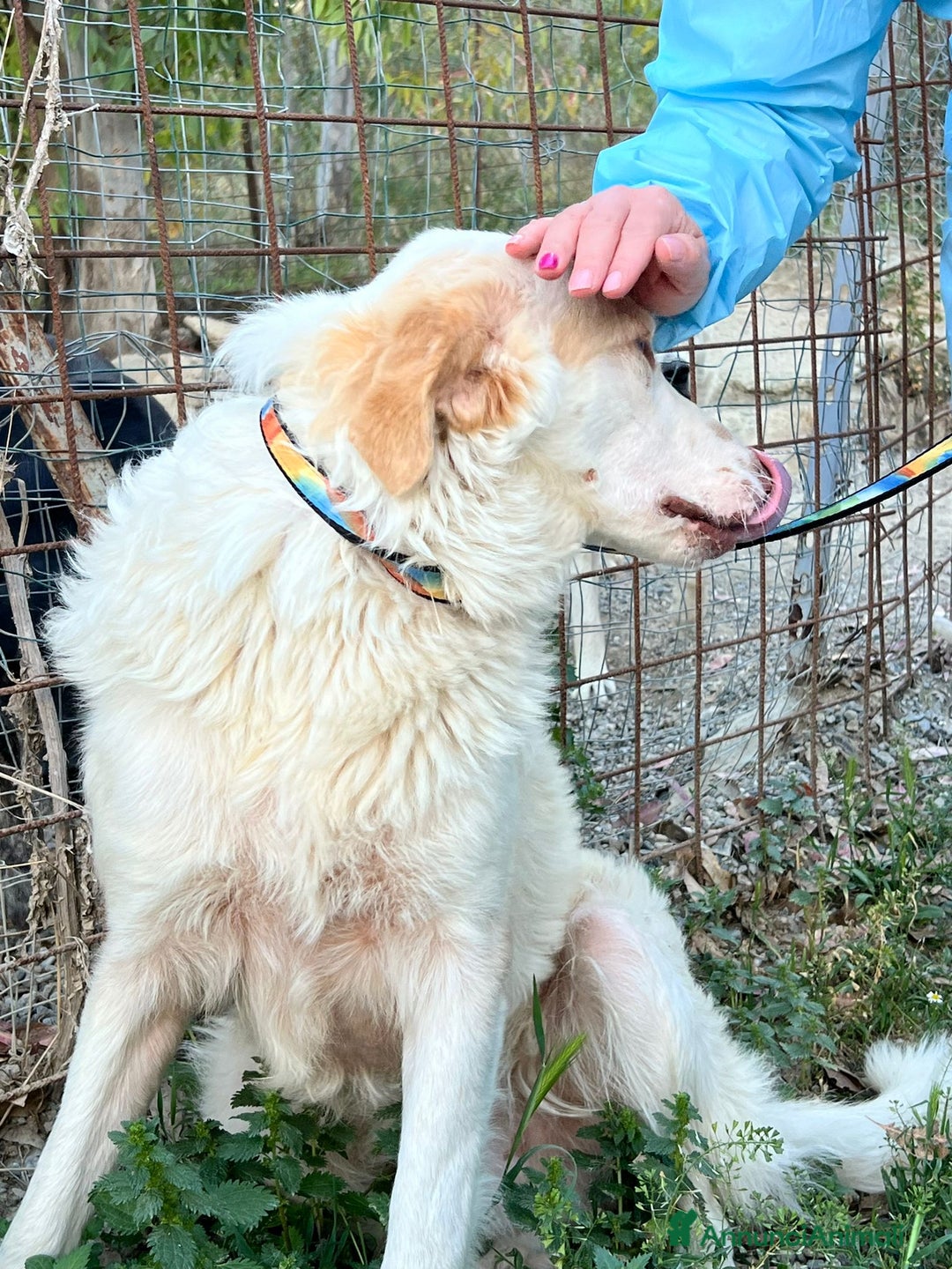Meticcio cani in regalo: Cracco molto affettuoso - Annuncio 4