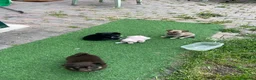 Chihuahua cani in vendita: Cuccioli di Chihuahua - Annuncio 1