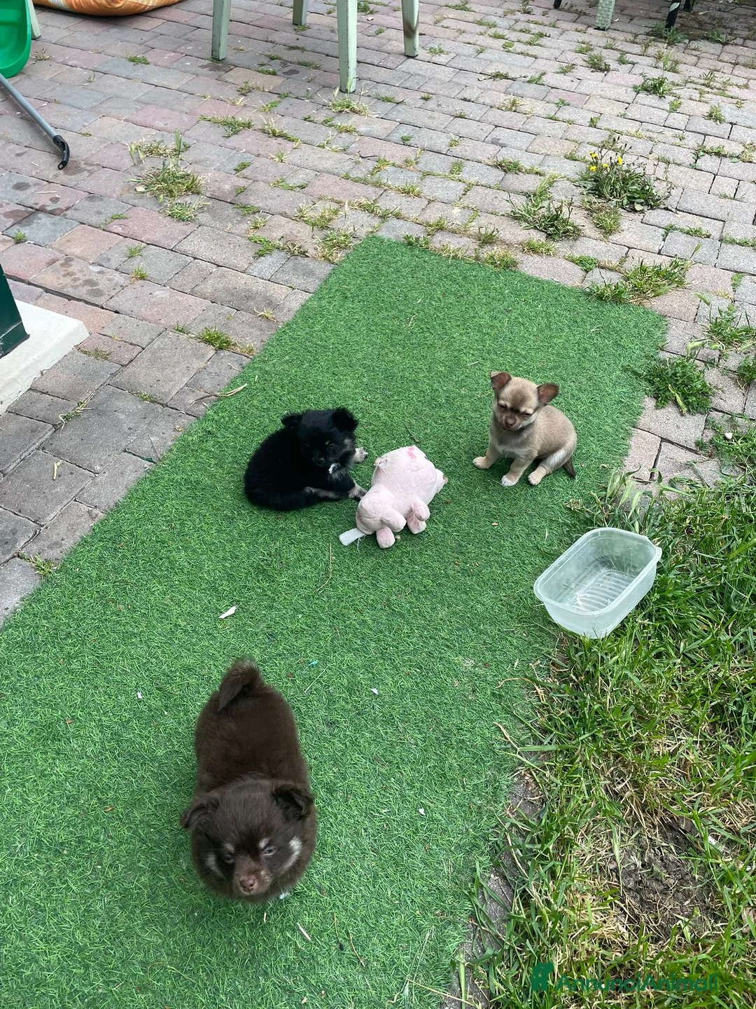 Chihuahua cani in vendita: Cuccioli di Chihuahua - Annuncio 1