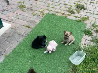 Chihuahua cani Cuccioli di Chihuahua - Annuncio 6