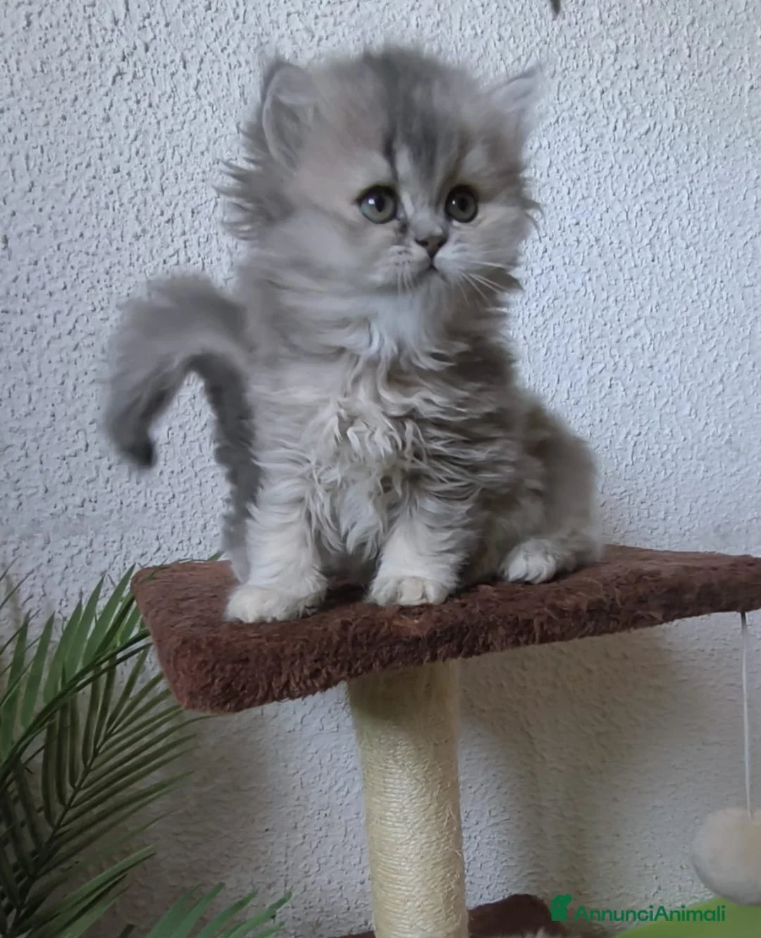 British gatti in vendita: Cucciolo British longhair  - Annuncio 2