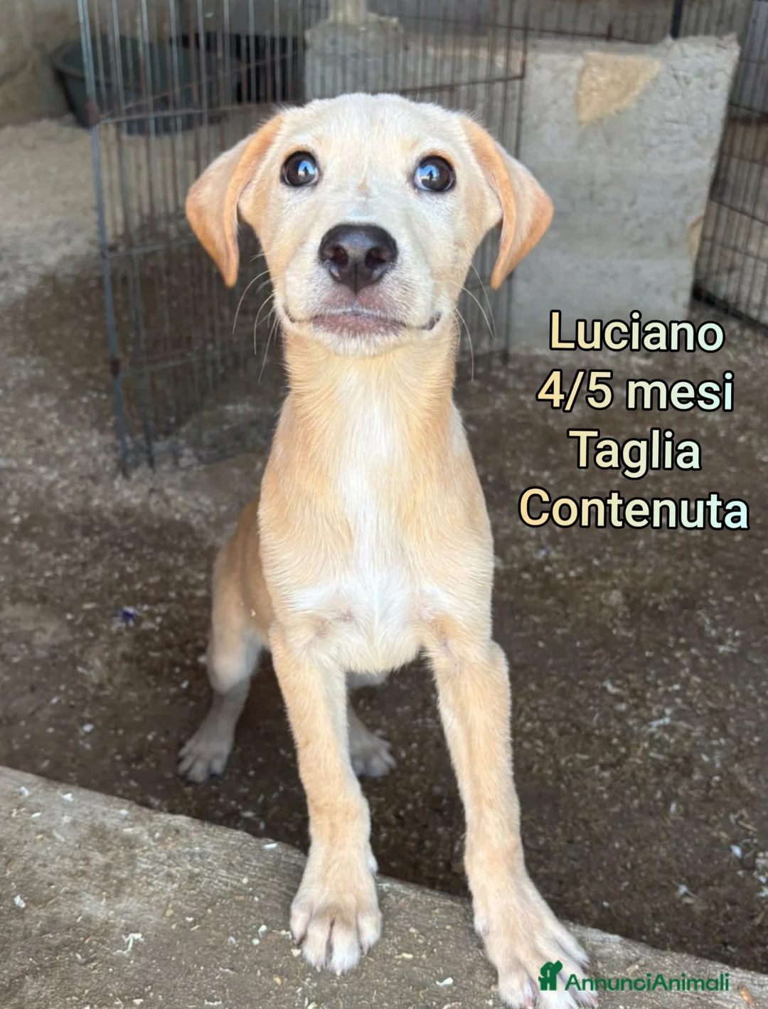 Meticcio cani in regalo: Teneri cuccioli in cerca di casa a Provincia di Modena - Annuncio 1