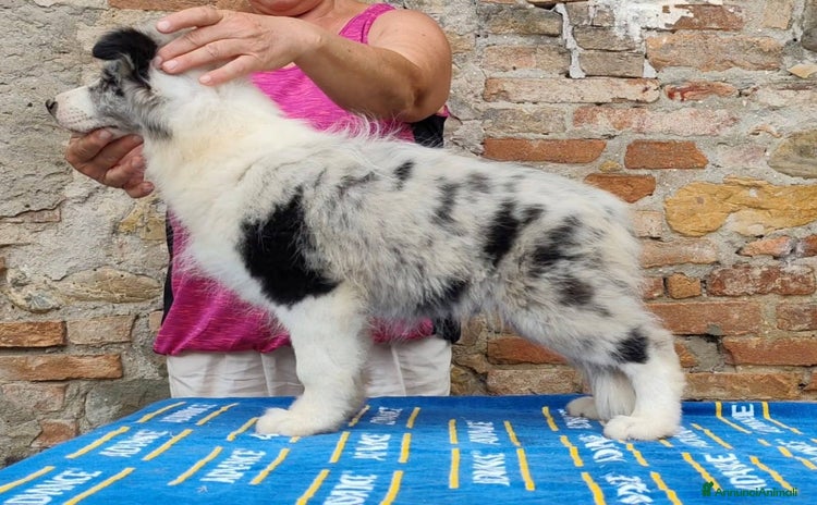 Border Collie cani a Provincia di Brescia - Annuncio 16