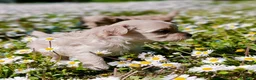 Maltipoo cani in vendita: Cuccioli maltipoo a Provincia di Bergamo - Annuncio 6