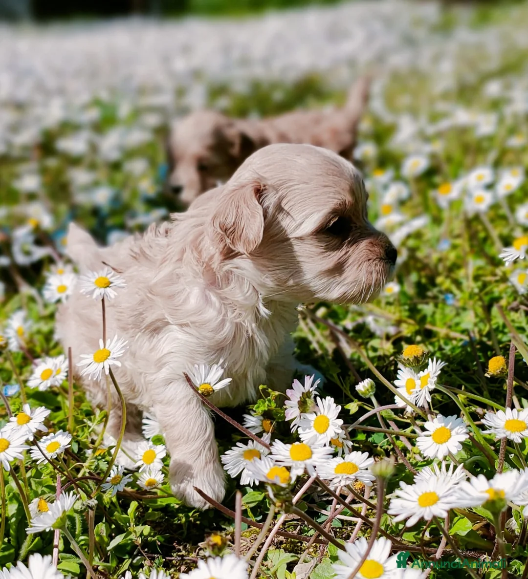 Maltipoo cani in vendita: Cuccioli maltipoo a Provincia di Bergamo - Annuncio 6