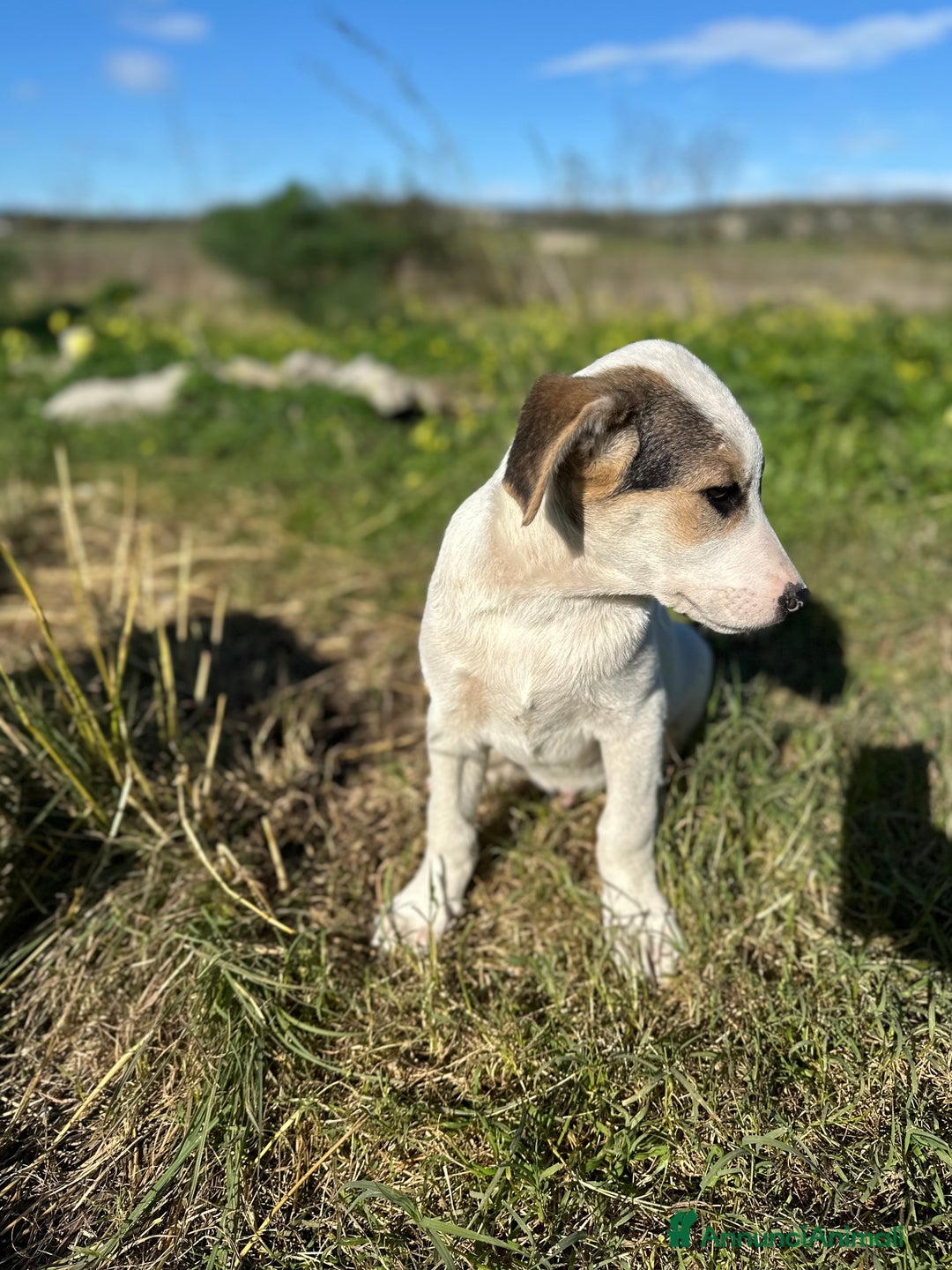 Meticcio cani in regalo: LIAM CERCA ADOZIONE - Annuncio 3