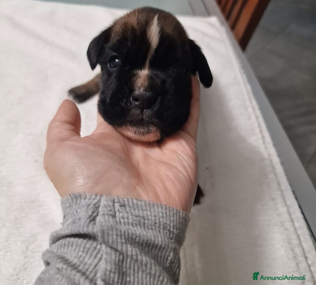 Boxer cani in vendita: Boxer cuccioli con pedigree - Annuncio 12