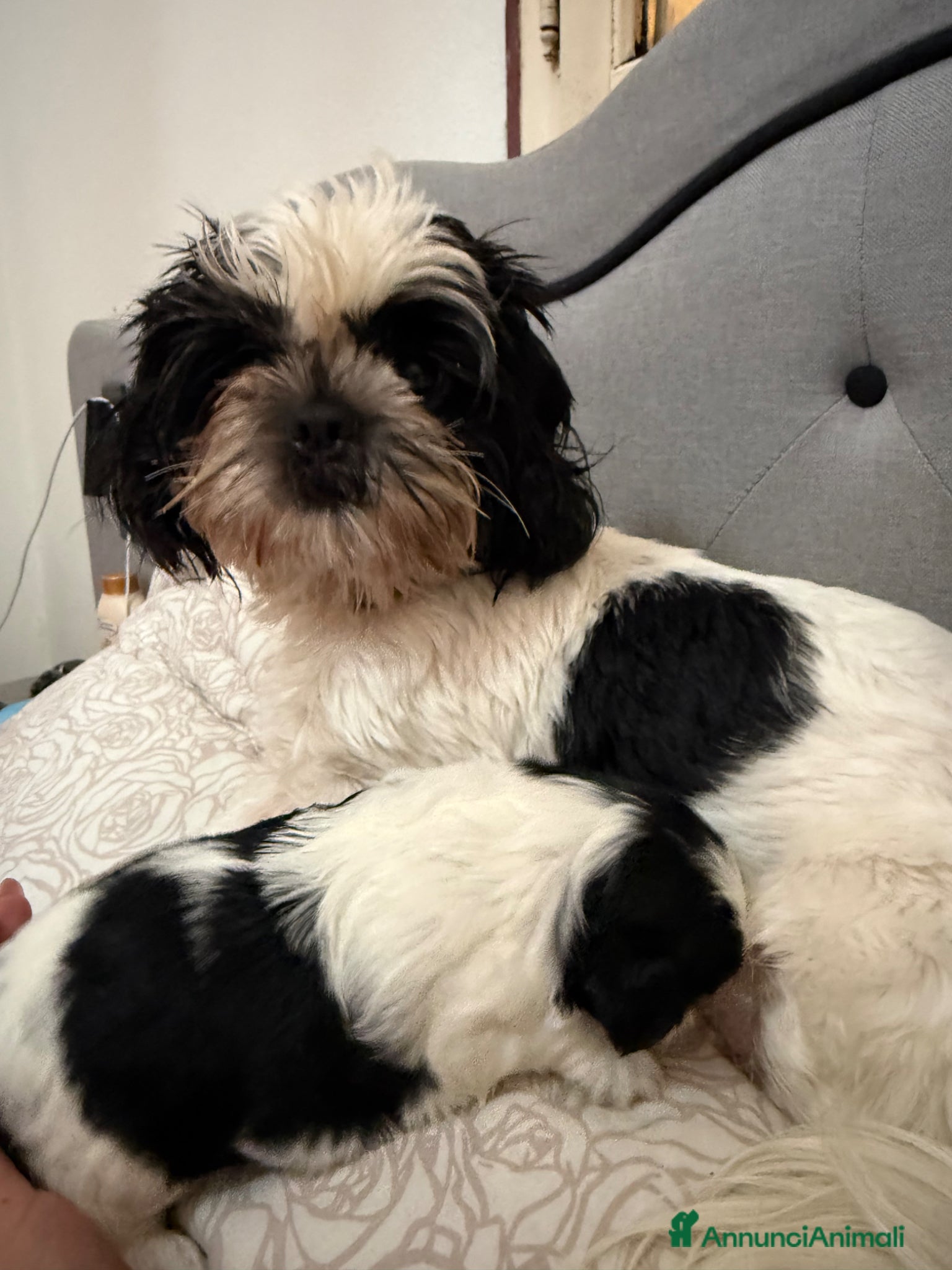 Shih Tzu cani cuccioli di shitzu - Annuncio 1