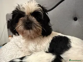 Shih Tzu cani cuccioli di shitzu - Annuncio 1