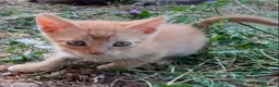 Europeo gatti in regalo: Gattini rossi maschi due mesi - Annuncio 3