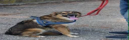 Meticcio cani in regalo: BRENDA 🩷 basta conoscerla per amarla. a Provincia di Alessandria - Annuncio 5