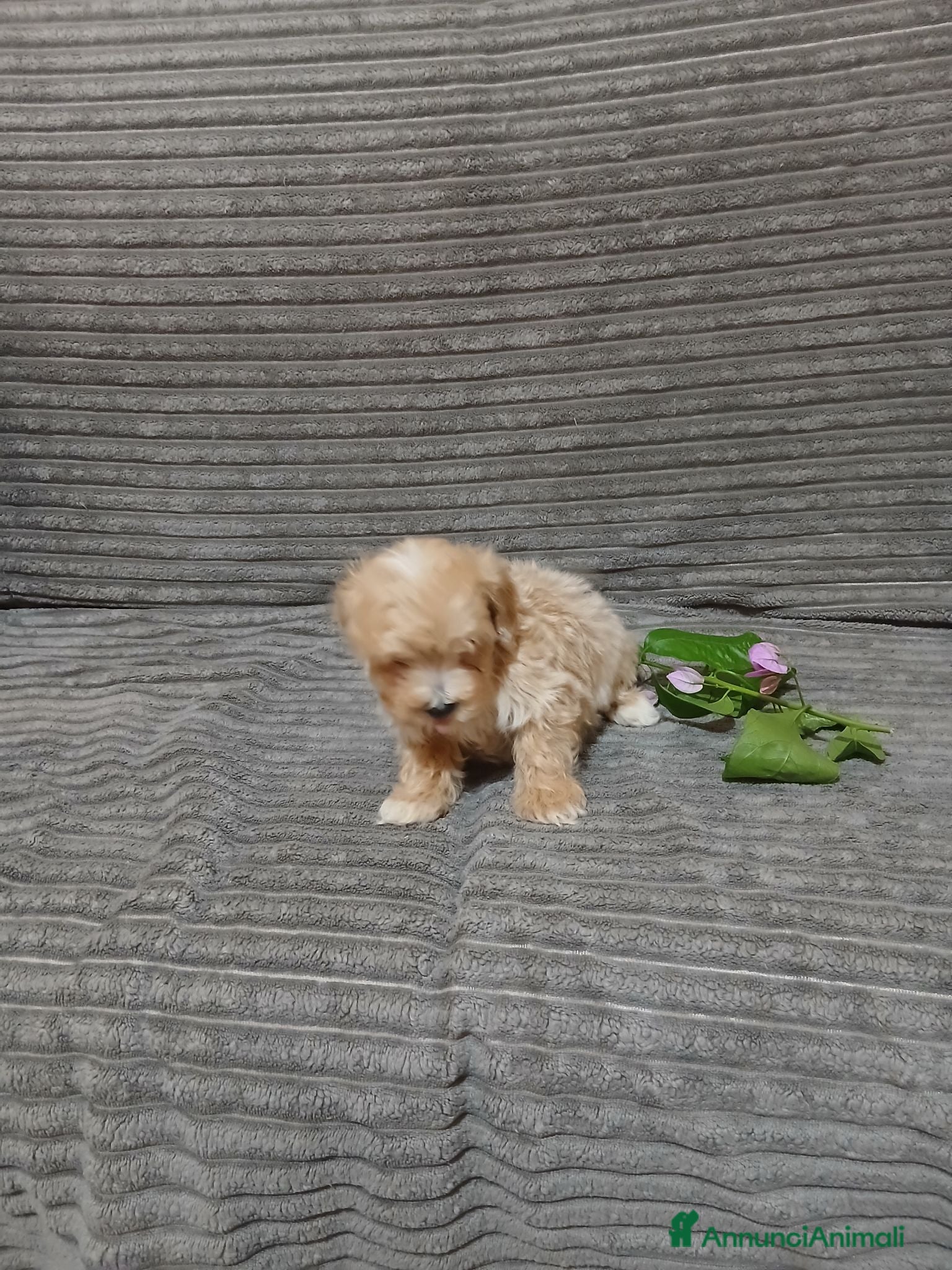 Maltipoo cani Cuccioli di maltipoo  - Annuncio 1
