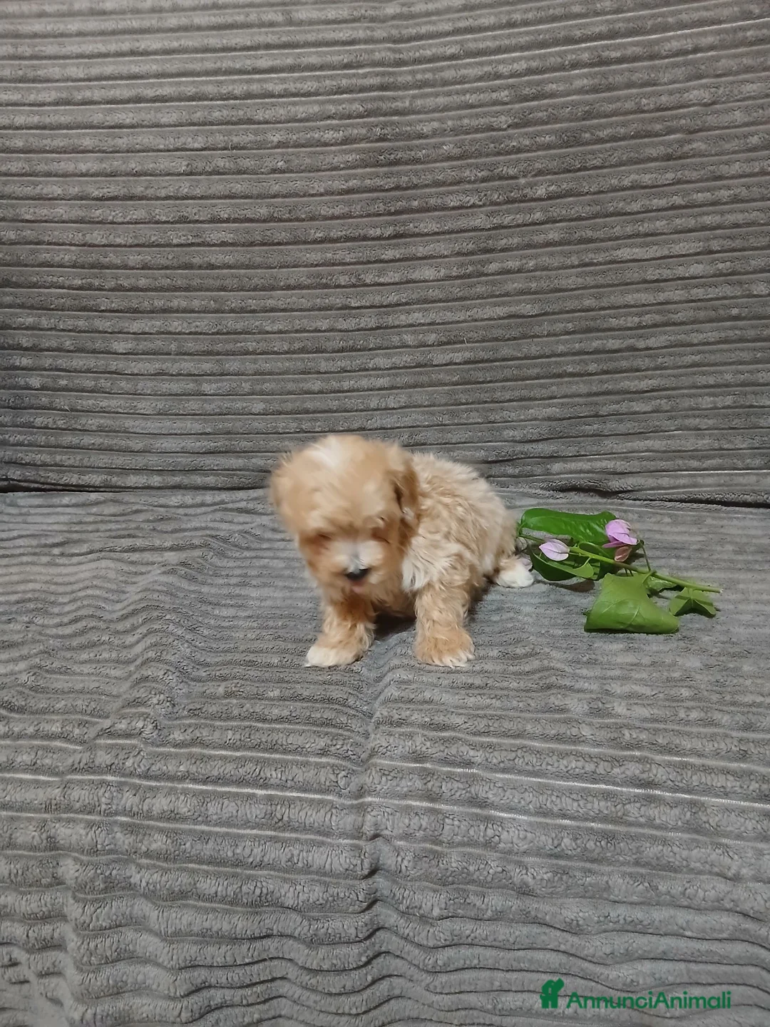 Maltipoo cani in vendita: Cuccioli di maltipoo  a Città Metropolitana di Bari - Annuncio 1