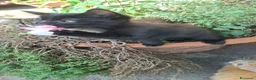 Altre razze gatti in regalo: 2 bellissimi gattini !! - Annuncio 5