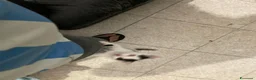 Meticcio gatti in regalo: GATTINI  a Città metropolitana di Milano - Annuncio 9