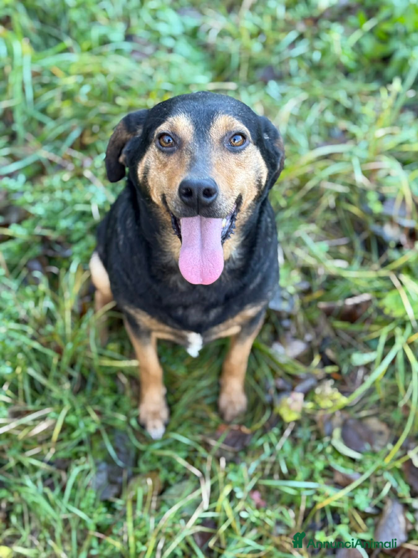 Meticcio cani VANIA, buffissima cagnolina senza famiglia! - Annuncio 1