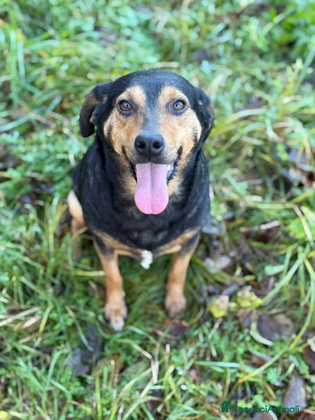 Meticcio cani in regalo: VANIA, buffissima cagnolina senza famiglia! - Annuncio 1