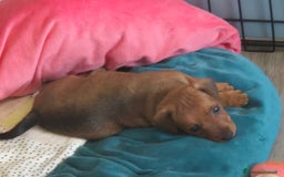 Pinscher Miniatura cani in vendita: simpaticissimo cucciolo di pinscher nano - Immagine 4