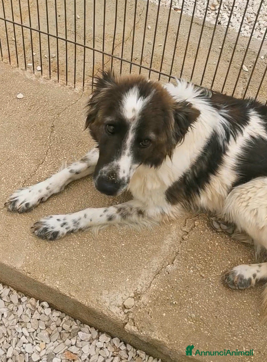 Meticcio cani in regalo: 2amici di box 3anni meravigliosi BARI SOS CASA a Città metropolitana di Milano - Annuncio 3