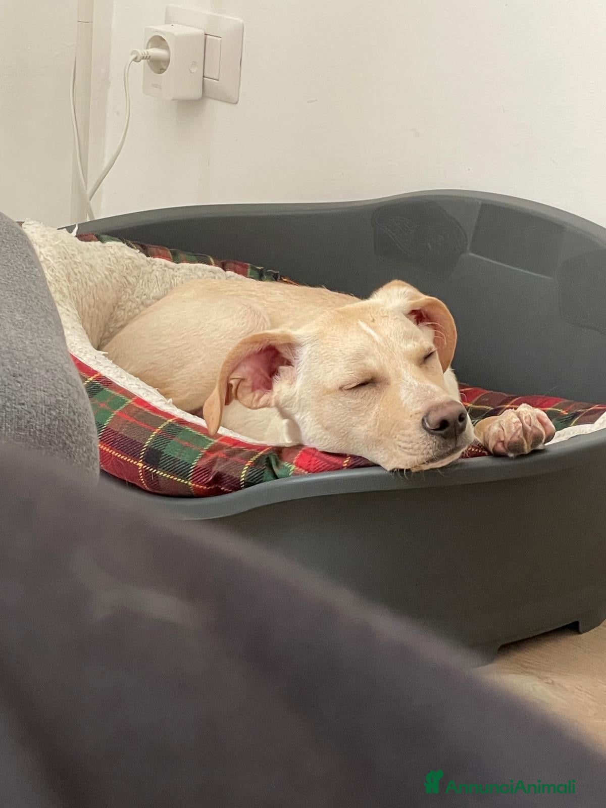 Meticcio cani in regalo: Milo  - Annuncio 5