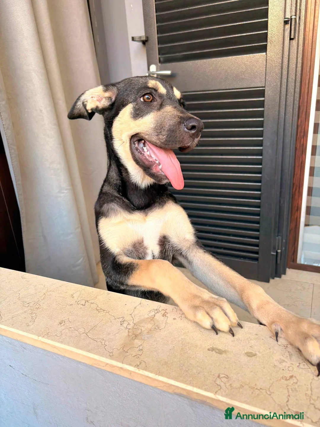 Meticcio cani in regalo: Arya, simil pastorina! (20-25kg) - Annuncio 2
