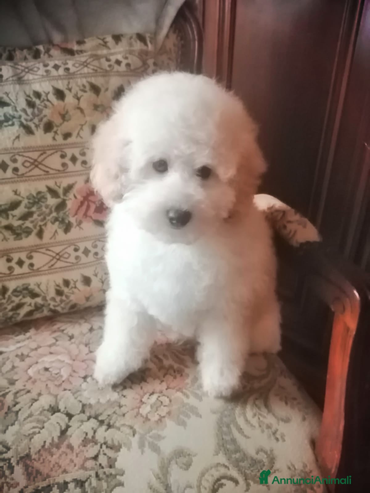 Barboncino Toy cani Barboncini Toy Bianco Maschio Cucciolo - Annuncio 1