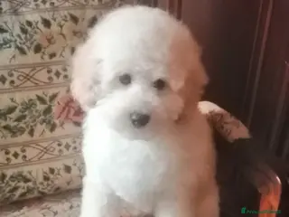 Barboncino Toy cani Barboncini Toy Bianco Maschio Cucciolo - Annuncio 1