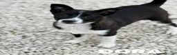 Border Collie cani in regalo: DORA, cucciola timidina cerca famiglia. mix BORDER - Annuncio 3