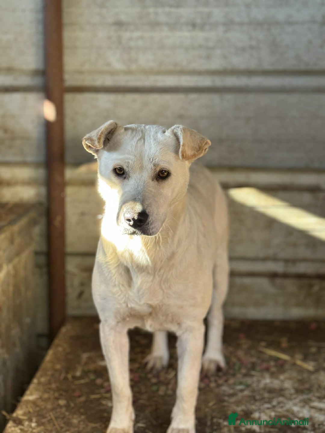 Meticcio cani in regalo: BLANCA & BLESS, mamma e figlia cercano amore. - Annuncio 2