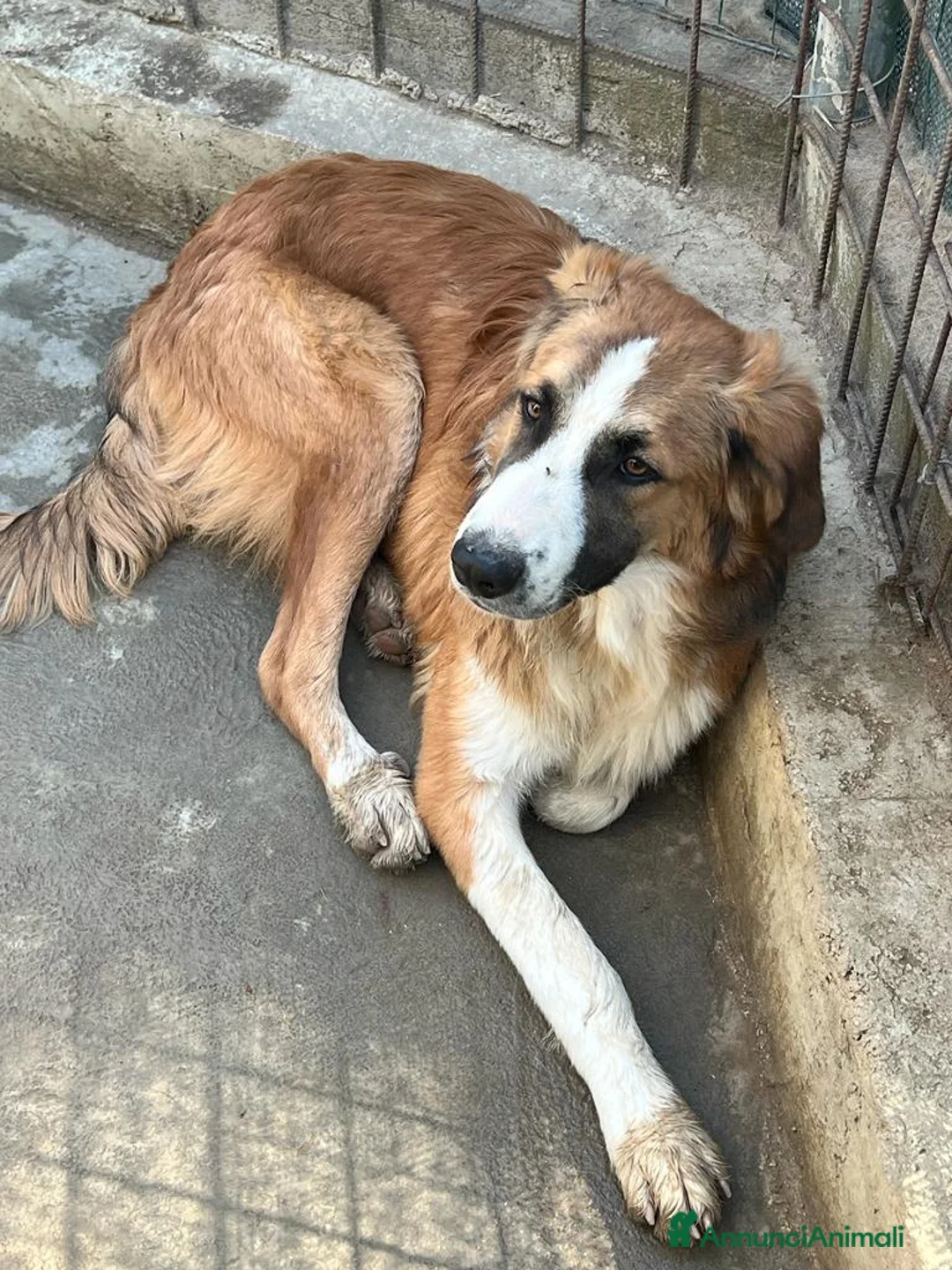 Meticcio cani in regalo: Tobia quasi 2anni possibile nessuno lo noti?SICILI a Città metropolitana di Milano - Annuncio 8