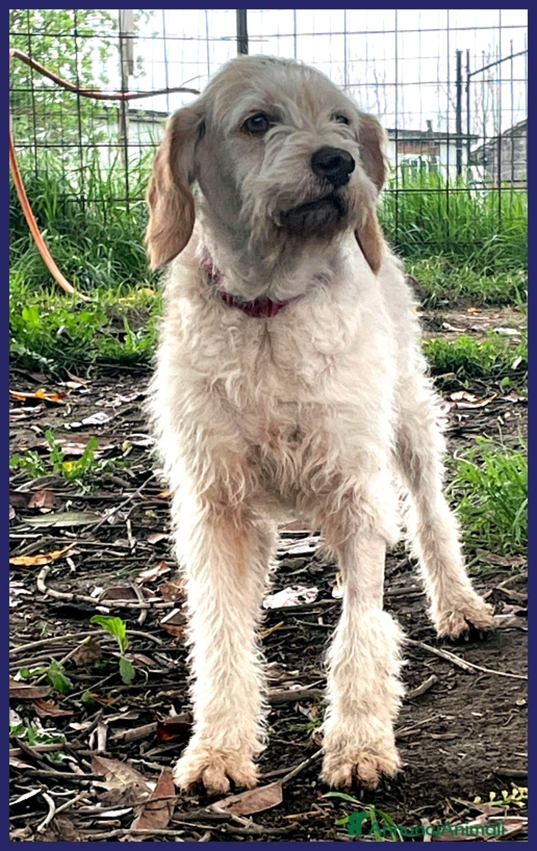 Spinone cani in regalo: SPIGA, TENERA SPINONCINA 3 ANNI, E' TIMOROSA MA PR a Città metropolitana di Milano - Annuncio 14