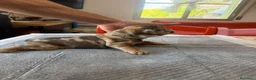 Bulldog Francese cani in vendita: bulldog francese  - Annuncio 4
