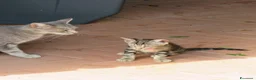 Europeo gatti in regalo: 4 cuccioli da adottare  - Annuncio 6