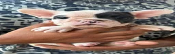 Bulldog Francese cani in vendita: Bulldog francese  - Annuncio 4