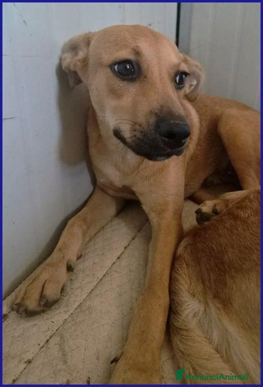 Meticcio cani in regalo: Dolce BUCCUNOTTO sogna una famiglia - Annuncio 6