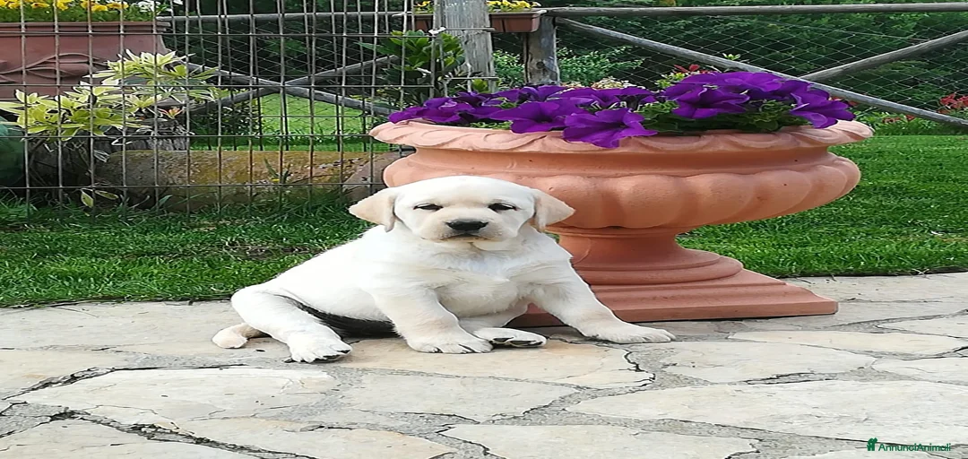 Immagine della galleria {{count}}