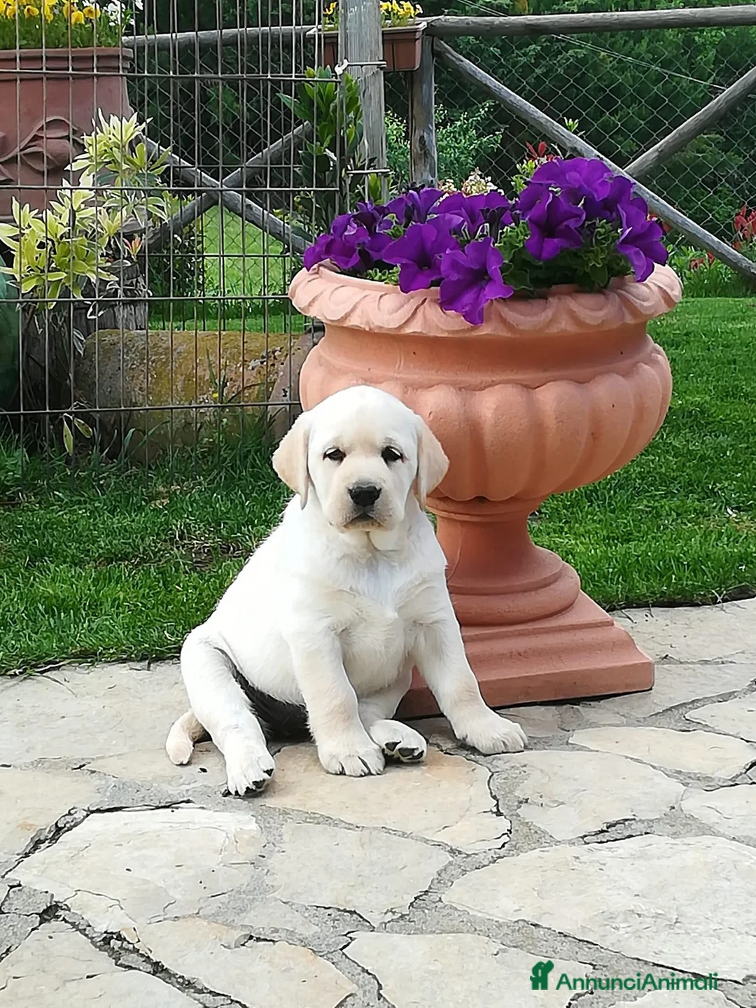 Immagine della galleria {{count}}