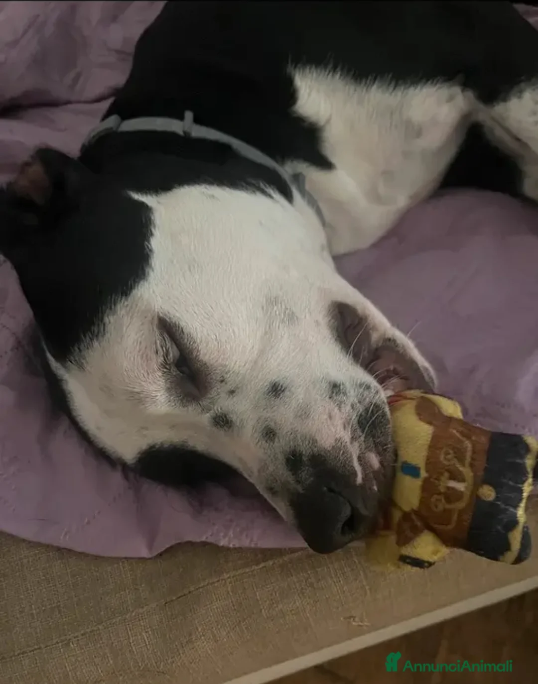 American Staffordshire cani in regalo: Sirius Maschietto Amstaff a Provincia di Latina - Annuncio 4