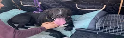 Meticcio cani in regalo: Simil Pit BUONISSIMA 5/6anni H24 IN BOX SOS MANTOV - Annuncio 3