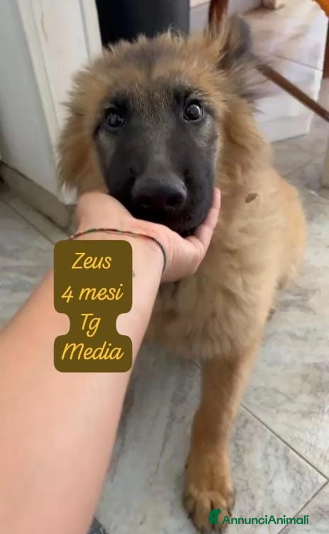 Meticcio cani in regalo: Cuccioli invisibili da salvare  a Provincia di Pistoia - Annuncio 10