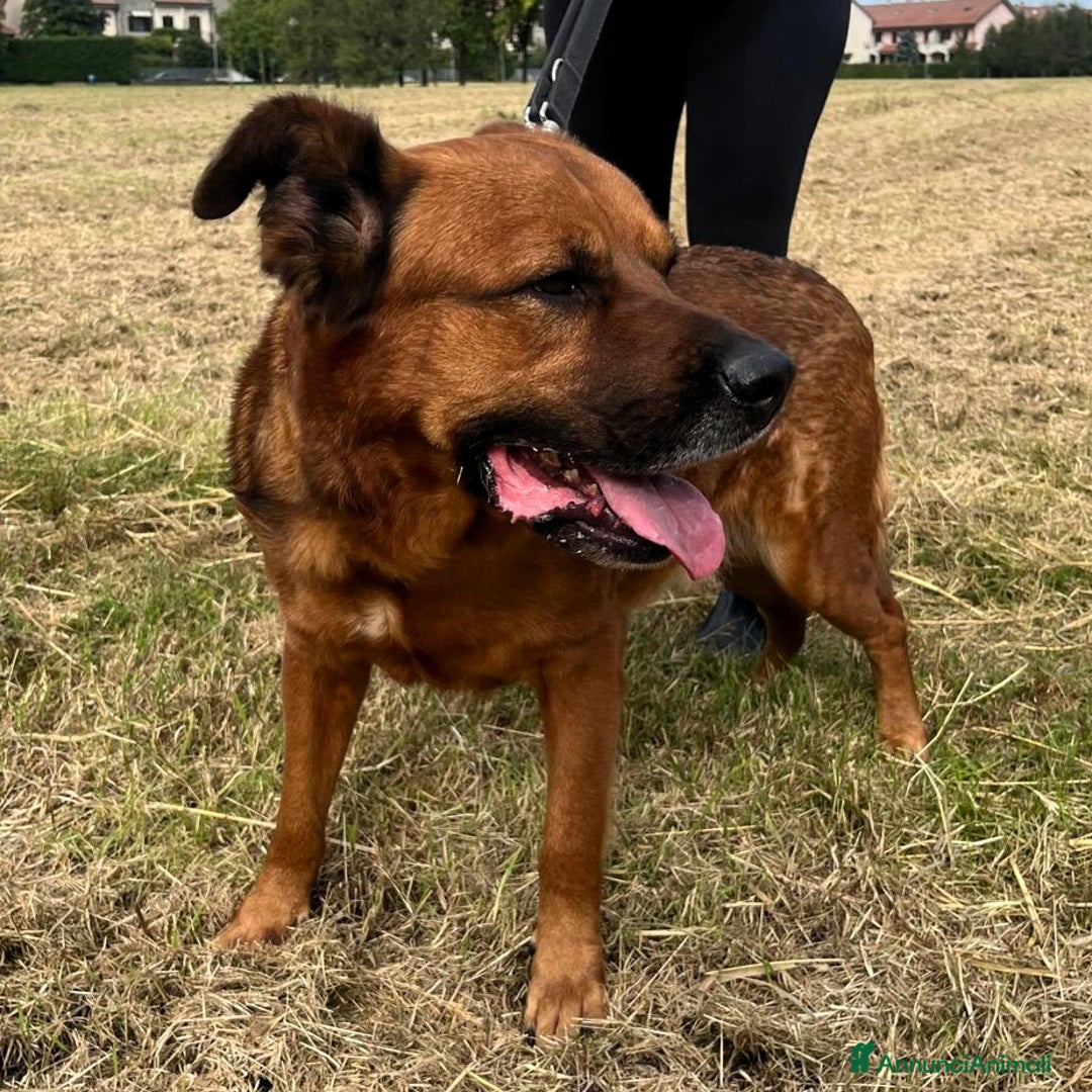 Meticcio cani in regalo: JONAS CERCA CASA E AMORE - Annuncio 7