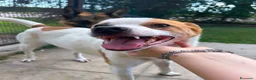 Meticcio cani in regalo: DEVID, simpatico simil Jack russel - Annuncio 4