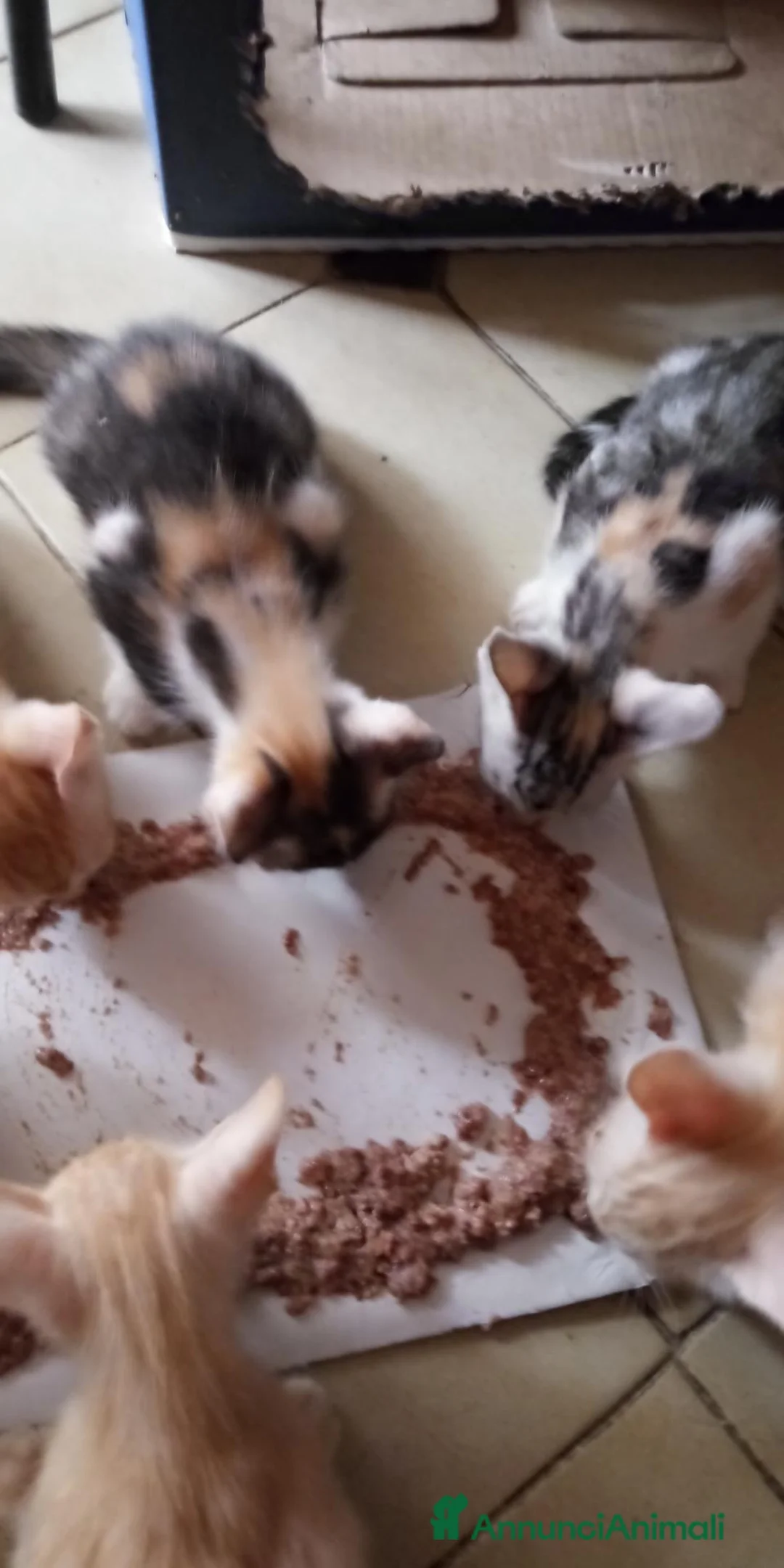 Europeo gatti in regalo: Regaloo Gattinii - Annuncio 7