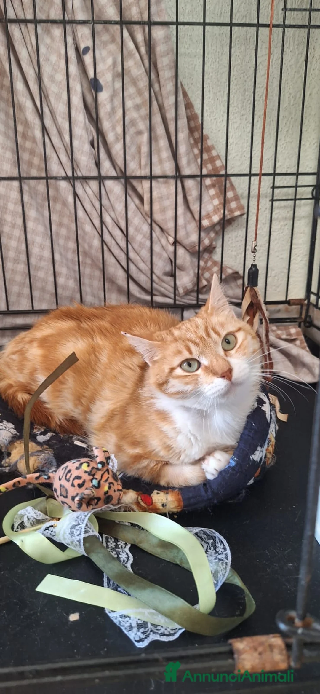 Europeo gatti in regalo: WENDI 8 mesi di tenerezza  a Città Metropolitana di Bologna - Annuncio 5