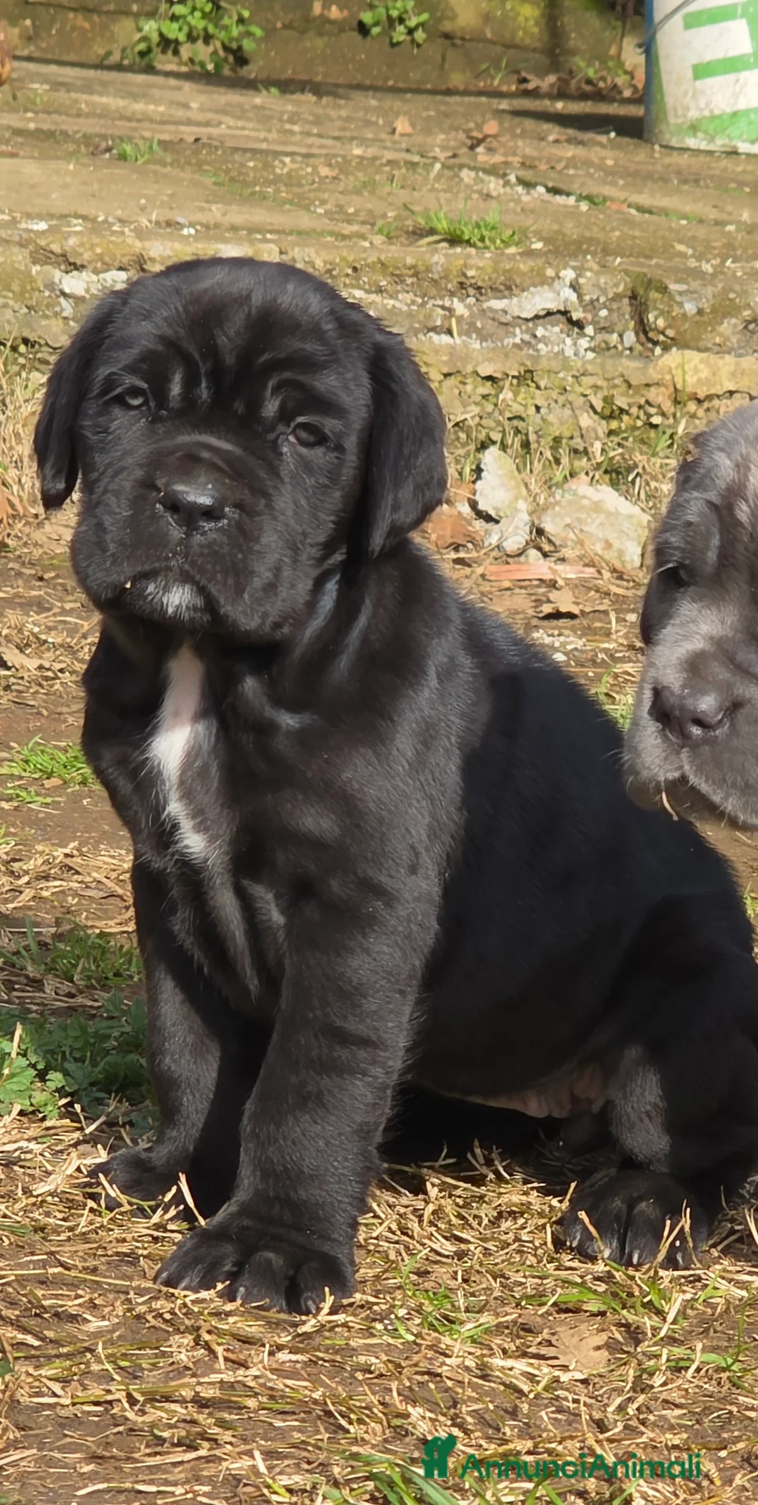 Mastino Napoletano cani in vendita: Cuccioli di Mastino Napoletano - Annuncio 4