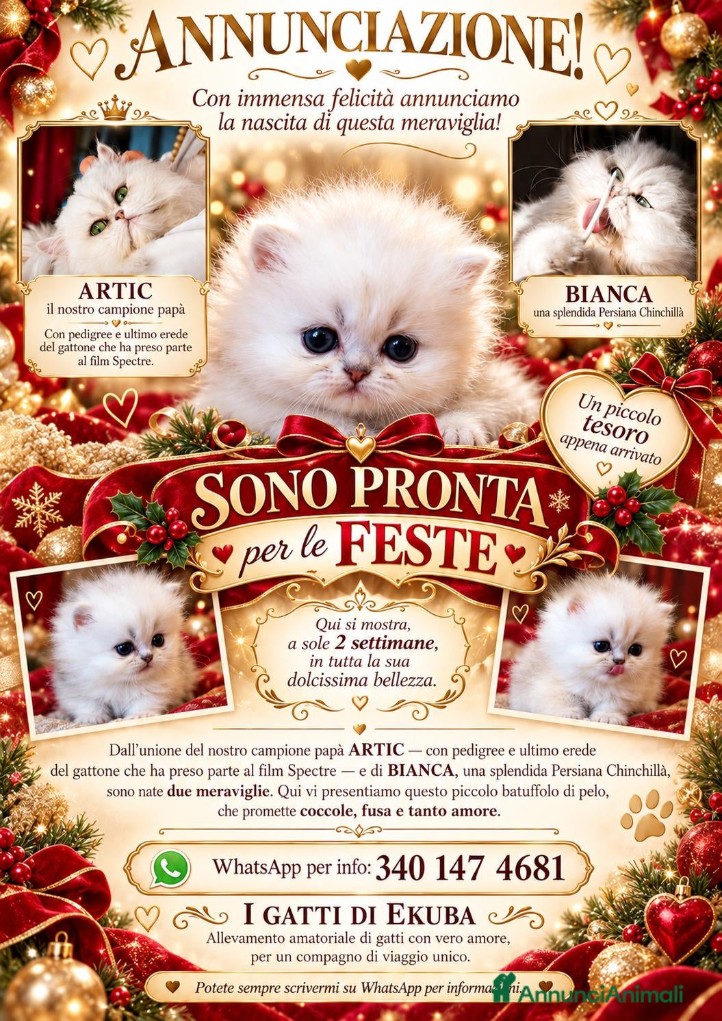 Persiano gatti Persiano Chincillà, papà campione - Annuncio 6
