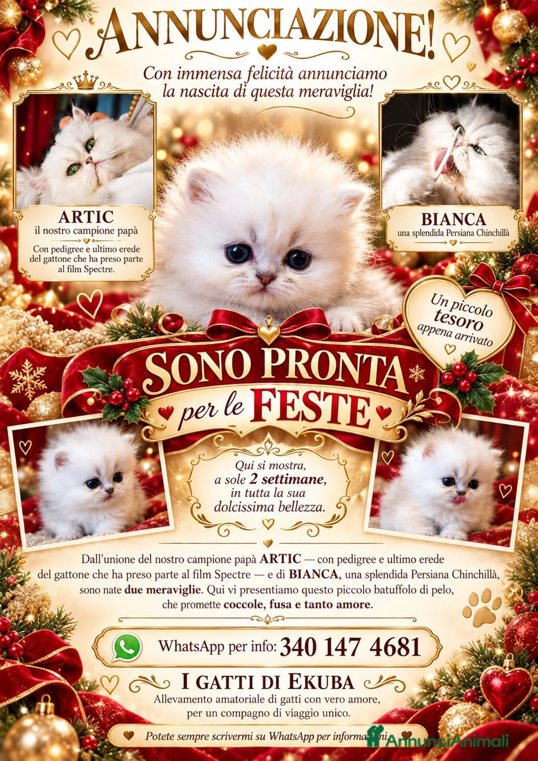 Persiano gatti in vendita: Persiano Chincillà, papà campione - Annuncio 1