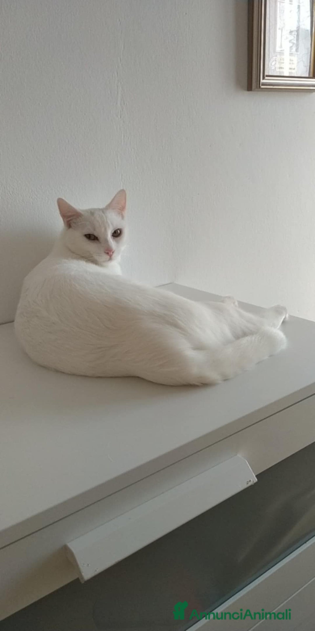 Altre razze gatti in regalo: Brescia (Bettole) - Annuncio 2