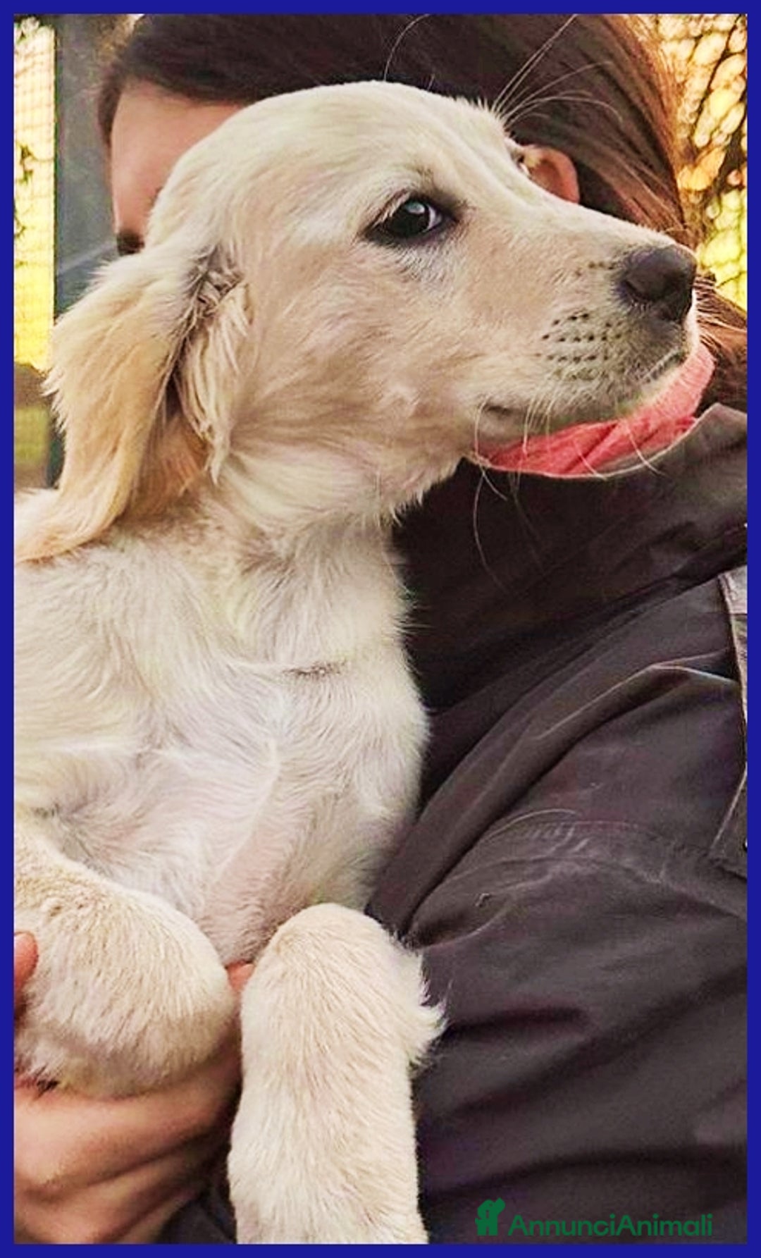 Setter Inglese cani in regalo: MIRTILLO, CUCCIOLO 3 MESI MIX SETTER, SOPRAVVISSUT - Annuncio 2