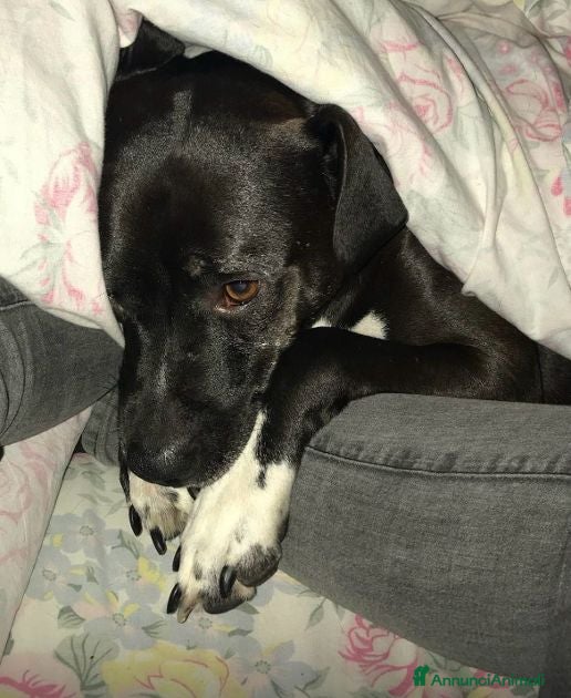 Meticcio cani JAISON bellissimo in cerca di casa - adulto a Città Metropolitana di Torino - Annuncio 37